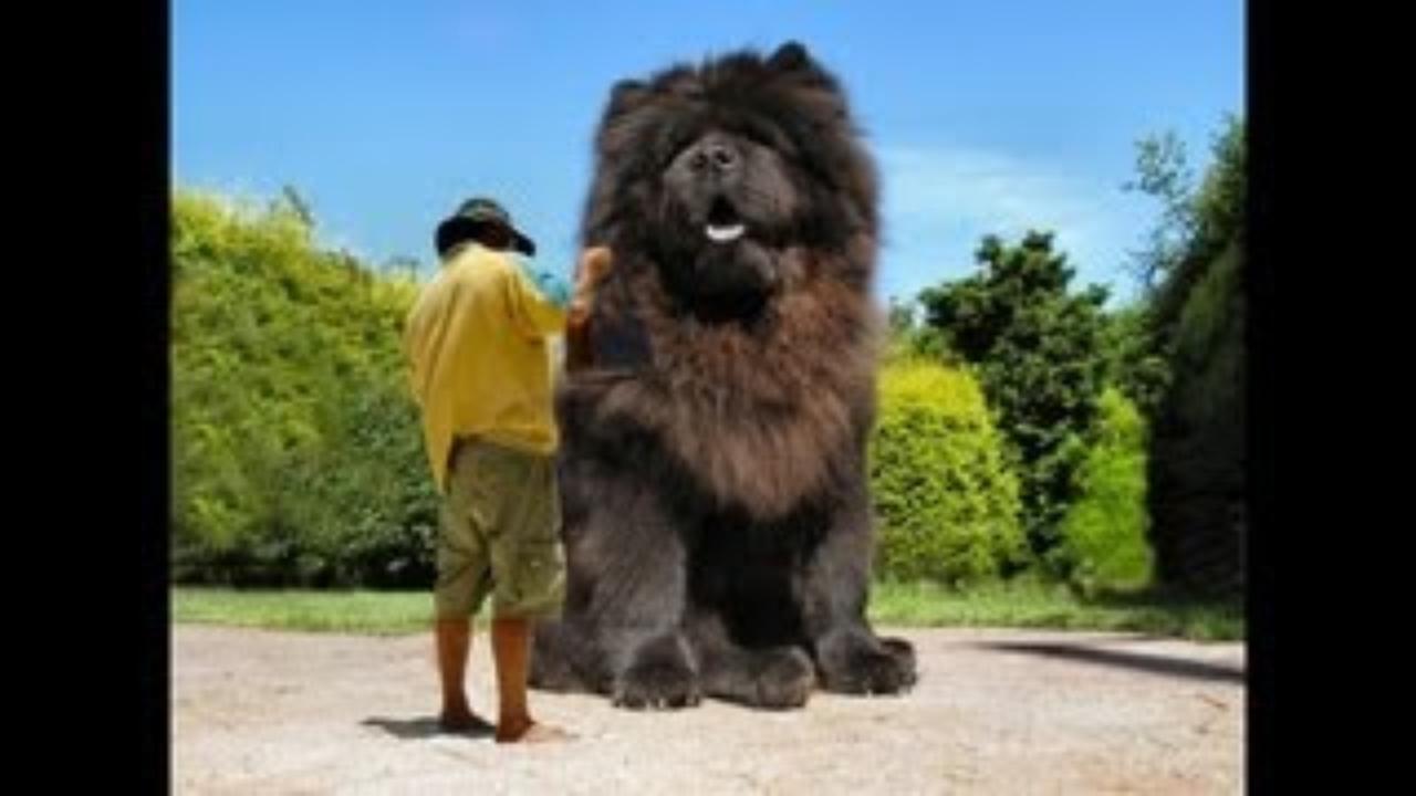 10 Biggest Dogs in the World | Fotolip.com Rich image and wallpaper