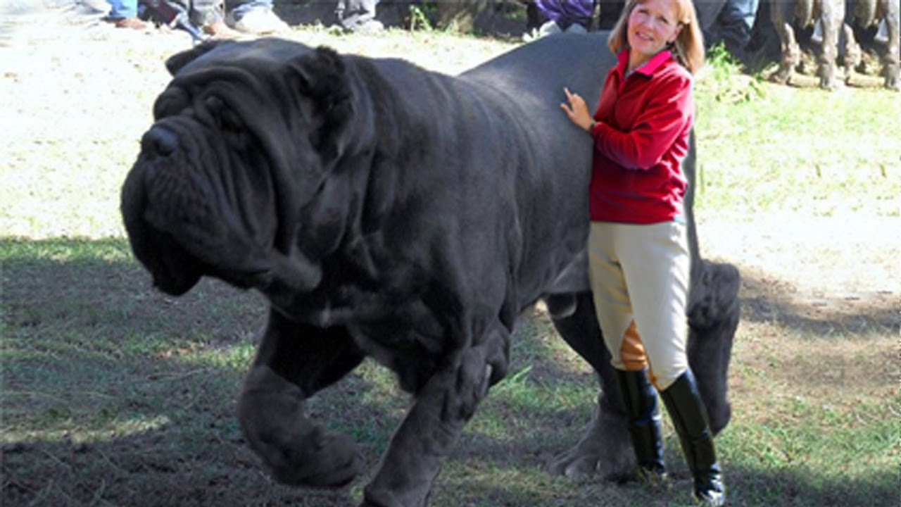 10 Biggest Dogs in the World | Fotolip.com Rich image and wallpaper