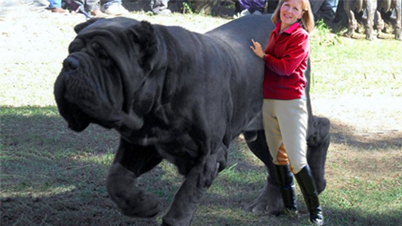 10 Biggest Dogs In The World Fotolip Rich Image And Wallpaper