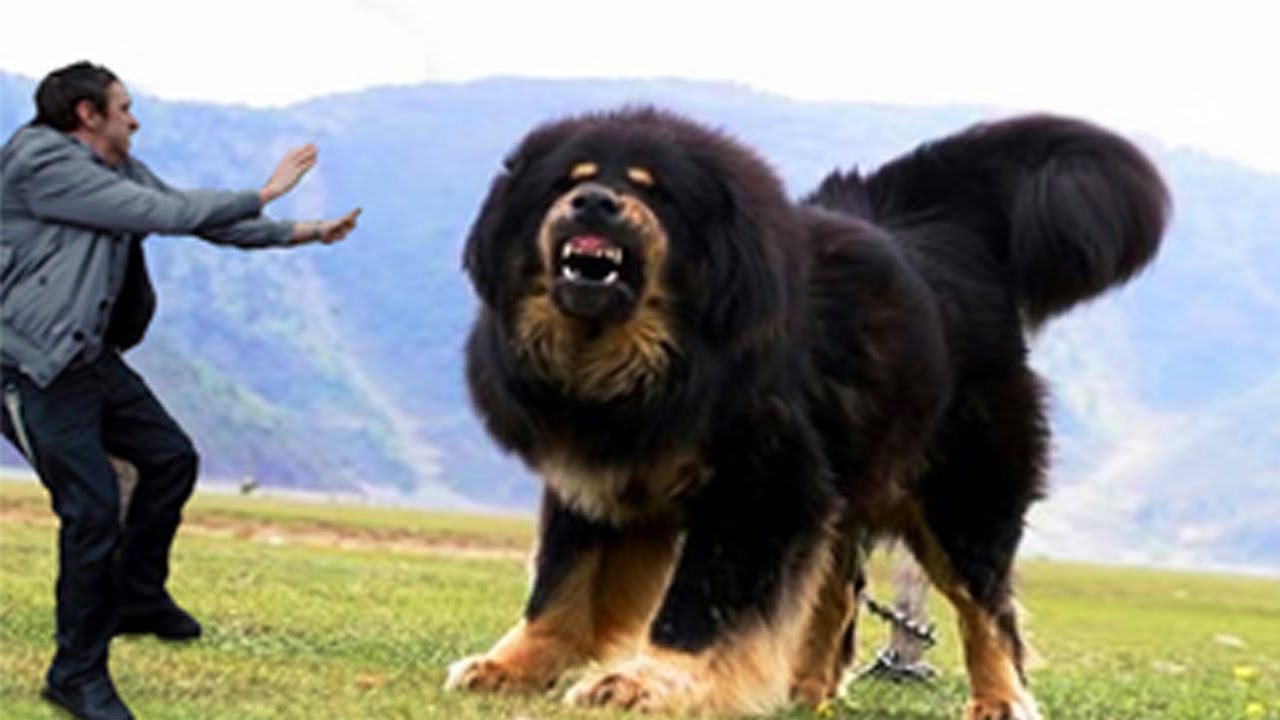10 Biggest Dogs in the World | Fotolip.com Rich image and wallpaper