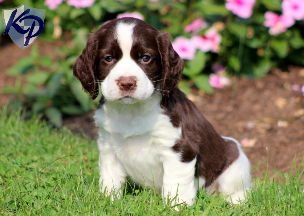 Springer Spaniel Puppies Rich Image And Wallpaper