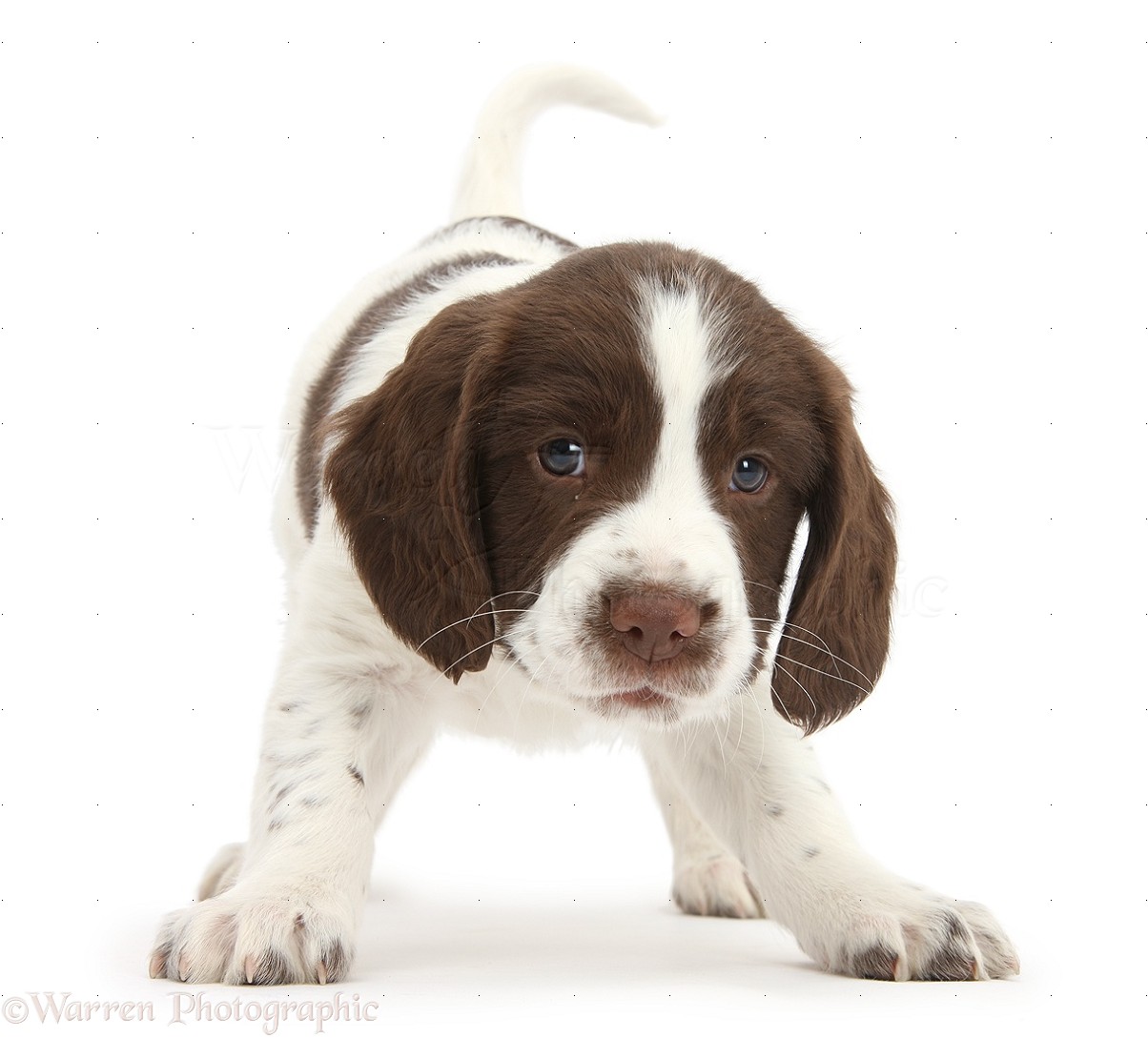 Springer Spaniel Puppies Rich Image And Wallpaper