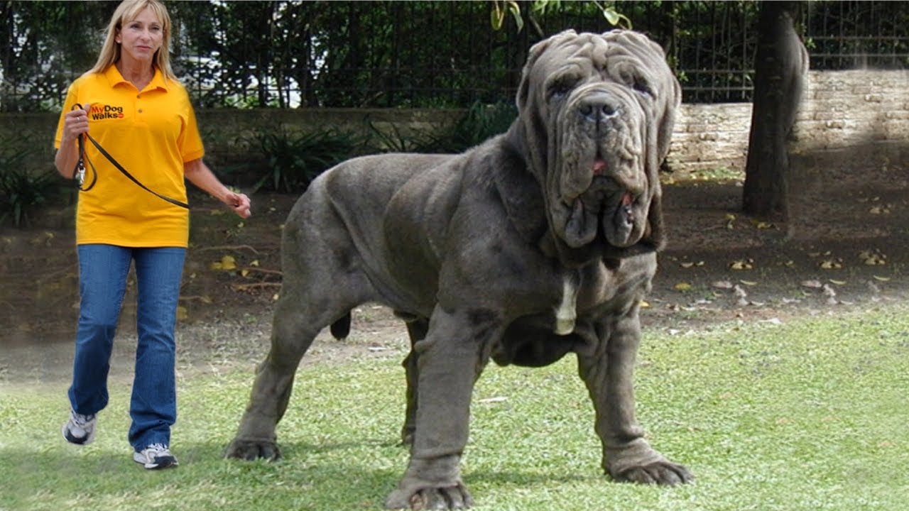 10 Biggest Dogs in the World.