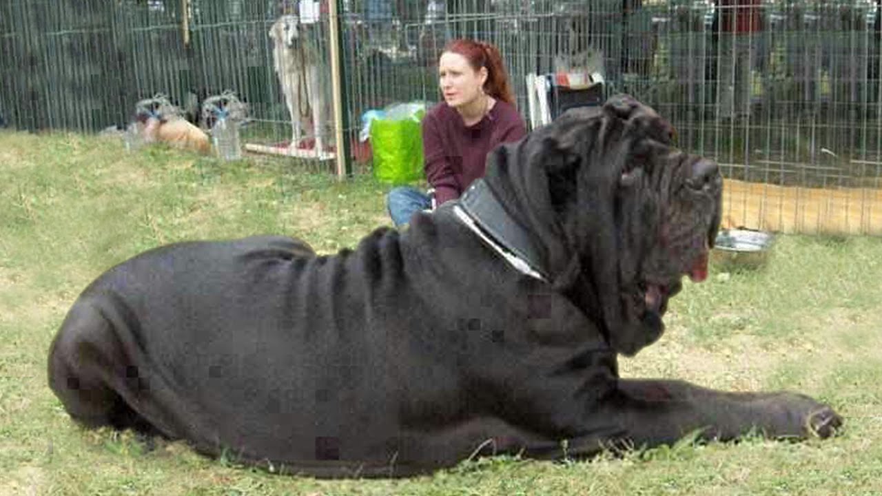 10 Biggest Dogs in the World Fotolip