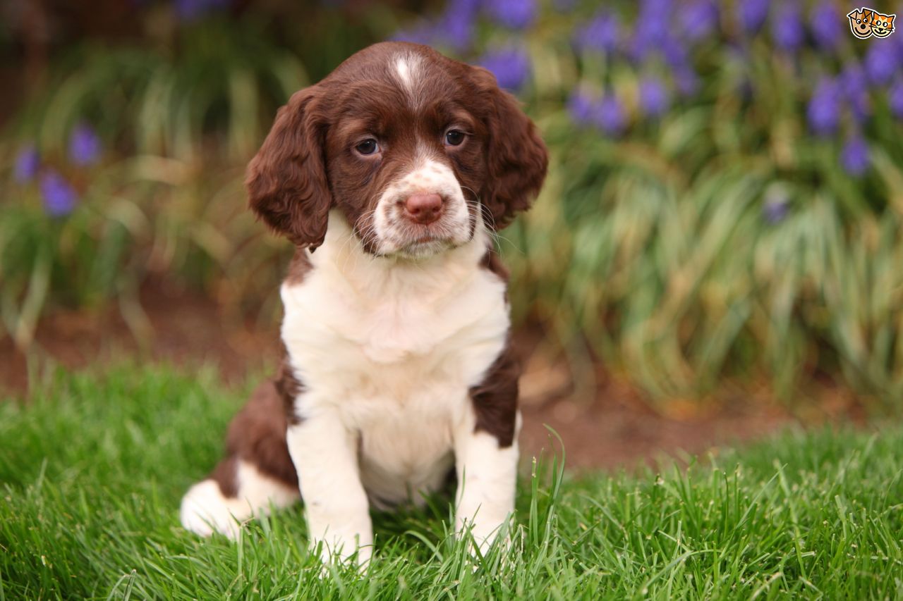 Springer Spaniel Puppies Fotolip