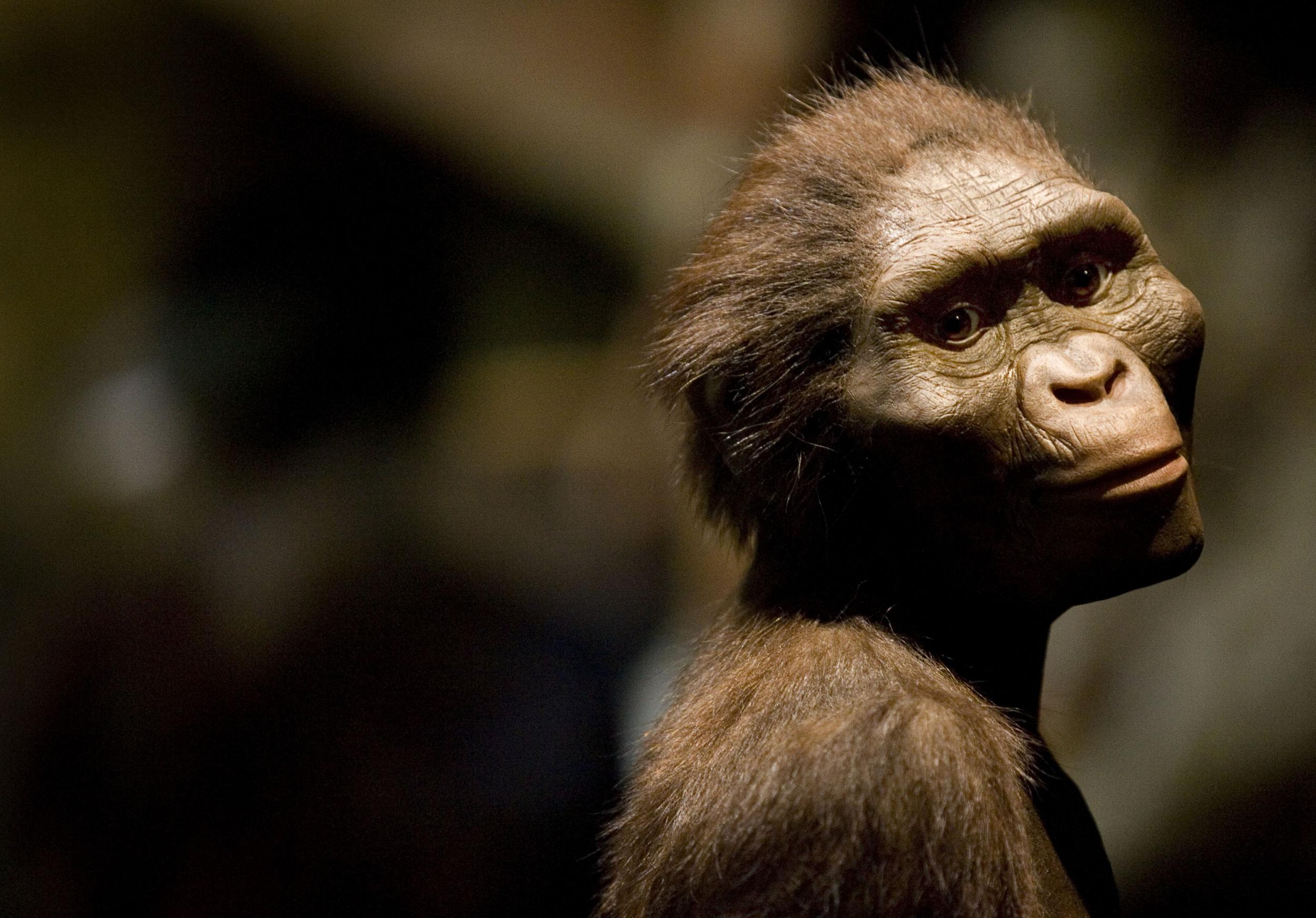 Lucy (Australopithecus)