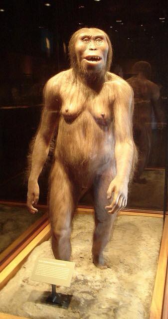 Lucy (Australopithecus)